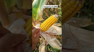 Syngenta makka nk 6802 🌽  big size corn  kheti farming makkakikheti maizefarming khetibadi [upl. by Nosnar944]