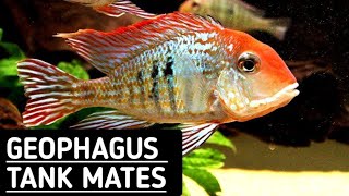 Geophagus tapajos tank mates  Geophagus tank mates [upl. by Claybourne]