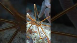 The Elusive Sea Spider An Unusual Sea creature In The Ocean Depths [upl. by Eltsyrk]