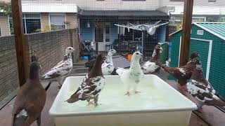 Nieuwe stam duiven Choco ectNew strain of pigeons Choco ect [upl. by Bassett]