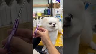 Pomeranian Baby Haircutting Is Full Of Energypetbeautypomeranian [upl. by Verbenia]