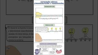 EXPRESIÓN GÉNICA Los procesos de transcripción y traducción DibujosCuquis AprenderEsDivertido [upl. by Peltier]