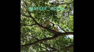 Birds at Hindmarsh Square australia birds 6EEEEEEVIDEOs [upl. by Bass]