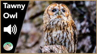 Tawny Owl  Sounds [upl. by Ruphina]