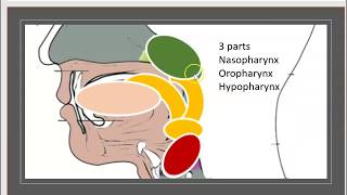 3 minutes Pharynx anatomie Réflexe de déglutition Nerf laryngé Muscles constricteurs [upl. by Ramas]