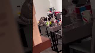 Funny cat video😹✨shorts cat meow kitten super cute funny [upl. by Tomlin543]