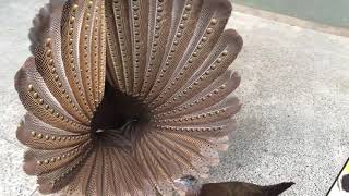 Argus Pheasant Mating Dance [upl. by Gyatt]