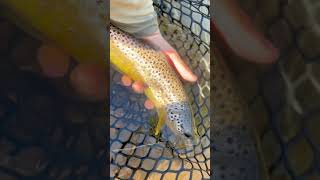 Fall in the driftless 🍁 fishingvideo flyfishinglife fishing flyfisherman flyfishing fish [upl. by Ecille428]