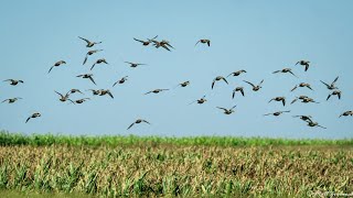 Ducks DROPPING Into Water teal duckhunting tealhunting [upl. by Zohar]