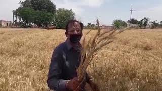 WH 1184 Wheat Seed डब्लयू एच 1184 बीज [upl. by Drucill]