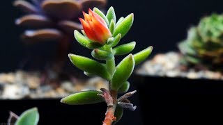 Echeveria Love  Echeveria harmsii [upl. by Trebled]