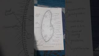 bsc 1 year well labelled diagram of paramecium diagram [upl. by Anawqahs776]