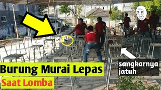 Detikdetik Sangkar Burung Murai Jatuh Dan Lepas Saat Lomba Kicau [upl. by Assirual]