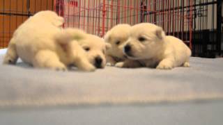 2 Week Old Westie Puppies 6162013 [upl. by Eanahs468]