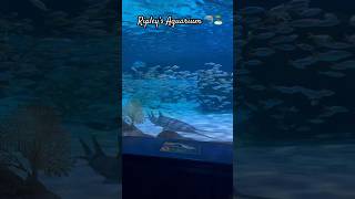 ripleysaquarium acuario aquarium aquariumfish vacation vacaiones momlife myrtlebeach beach [upl. by Ennazzus259]