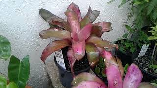 BR509  Bromeliad with Red and Green Leaves  Two Old Plants Needing Transplant  September 1 2024 [upl. by Ddal]