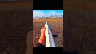 snow geese daysnowgoosehuntingbirdhuntinggoosehuntingwaterfallhunting [upl. by Rabelais683]