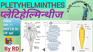 Phylum Pletyhelminthes [upl. by Aneryc]