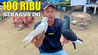 GREBEK PENJUAL BURUNG MERPATI TINGGIAN 100 RIBU SEBAGUS INI [upl. by Dolores]