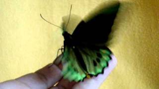 Ornithoptera priamus euphorion [upl. by Idur]