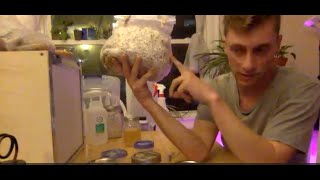 Cloning Fungi on Agar to Make Spawn at Home [upl. by Dale]