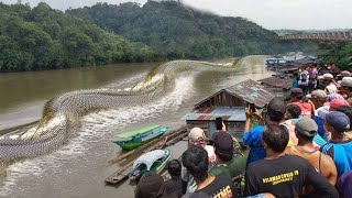 Biggest Snakes Ever Caught On Camera [upl. by Arihppas]