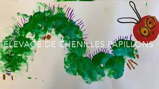 ⭐️Élevage de chenilles papillons en classe maternelle [upl. by Eatnoid3]