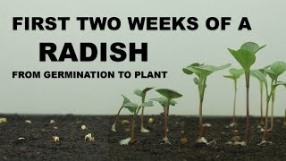 Timelapse  First two weeks of a radish from germination to plant [upl. by Idnil]