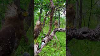 Two gray eagles and three parrotsbird eagle love nature beautiful animals nature eggs [upl. by Kristopher]