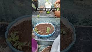 Repotting of jade🙏🏻 Subscribe like gardening comment music song [upl. by Aile]