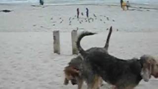 Blue Fairy Otterhounds Carmel CA Dog Beach Part 1 [upl. by Ahpla]