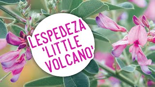 Plant of the Week Lespedeza Little Volcano [upl. by Tung710]