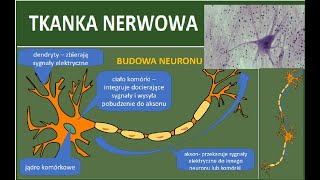 Tkanka nerwowa Tkanki zwierzęce [upl. by Helms]