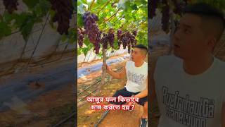 আঙ্গুর ফল কিভাবে চাষ করতে হয়  facts shorts [upl. by Guidotti]