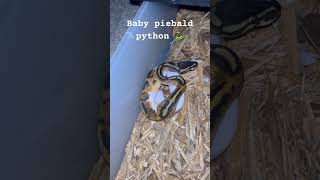 Baby piebald ball python snake shorts snakevideo pets animals animallover wildlife youtube [upl. by Aznofla7]