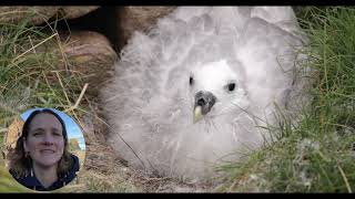 Genevieve Carver  Postcards from a Fulmar  The Moth Nature Writing Prize [upl. by Sprung]