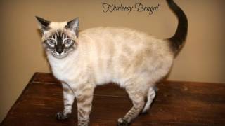 Mahelys Bengal female snow lynx charcoal [upl. by Uri]