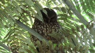 Morepork mama and baby [upl. by Ahserkal]