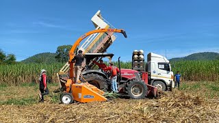 Harvest Napier grass for Biomass power plant [upl. by Lamoree]