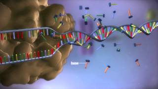 From DNA to protein  3D [upl. by Eizeerb322]