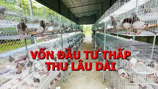 Bồ câu Titan Thái đầu tư ban đầu thấp lợi nhuận lâu dài được bà con nông dân nuôi nhiều [upl. by Otiv618]