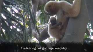 Adelaide Zoo Whitecheeked Gibbon Infant 2014 [upl. by Skelly970]