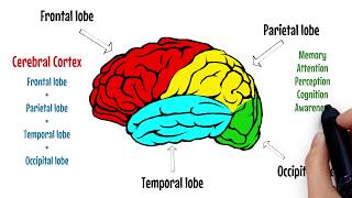 The Brain Explained  Cerebral Cortex  Frontal Lobe  Parietal Lobe 🔴 [upl. by Hymen]