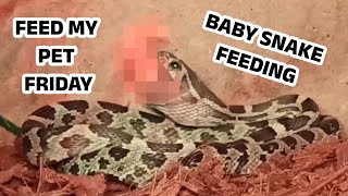 FEED MY PET FRIDAY FEEDING AIZAWA MY BABY CORN SNAKE [upl. by Nerat]