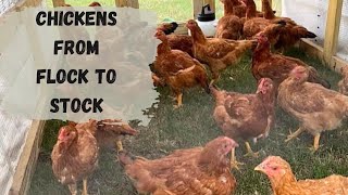 Meat Chickens for Beginners [upl. by Bernetta]