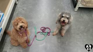 Mini Goldendoodle puppy Ace and Schnoodle Oliver learning manners  Houston dog training [upl. by Eenhat]