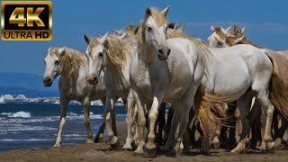 BEAUTIFUL HORSE 03  White Camargue horses  African Music  4K [upl. by Bohlen]