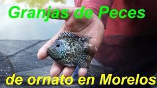 CRIADEROS DE PECES EN MORELOS [upl. by Shig]