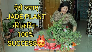 ऐसे लगाए JADE PLANT की कटिंग पाए 100 RESULT😱How to Grow Jade Plant Cuttings Fun Gardening [upl. by Rotsen264]