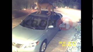 Mountain Lion Caught on Camera Prowling San Jose Neighborhood [upl. by Fennessy]